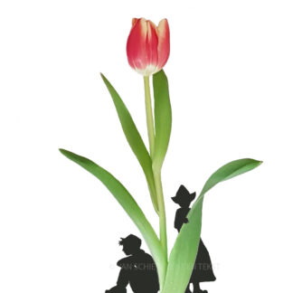 Tulp tulip ansichtkaart postcard typical dutch farmer couple hollands