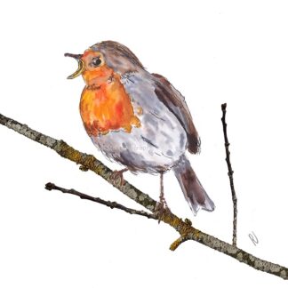 Ansichtkaart postcard roodborstje robin vogel bird
