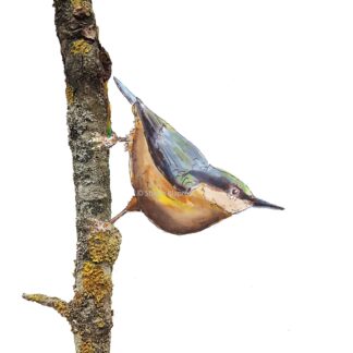 ansichtkaart postcard boomklever nuthatch