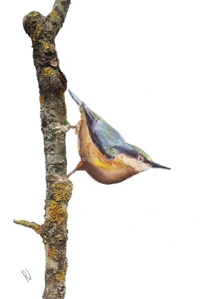 ansichtkaart postcard boomklever nuthatch