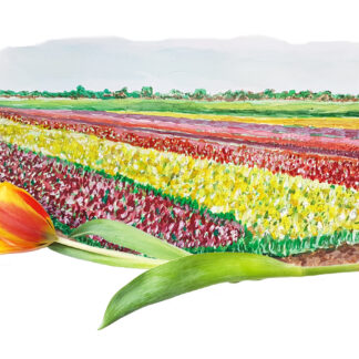 Tulips tulp bollenvelden typical dutch hollands