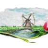 tulip yulp molen windmolen windmill typical dutch hollands