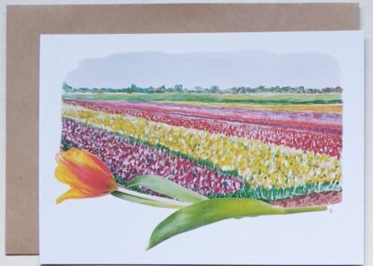 ansichtkaart tulpen tulip holland postcard bulbs flowers bulbfield