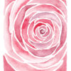 Roos rose love liefde ansichtkaart postcard valentijn valentine hart heart