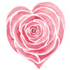 Rozen roses Roos rose love liefde ansichtkaart postcard valentijn valentine hart heart