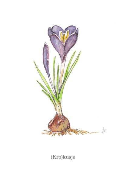 Krokus crocus ansichtkaart postcard