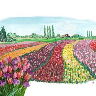 ansichtkaart typisch hollands typical dutchtulpen tulip holland postcard