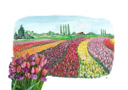 ansichtkaart typisch hollands typical dutchtulpen tulip holland postcard