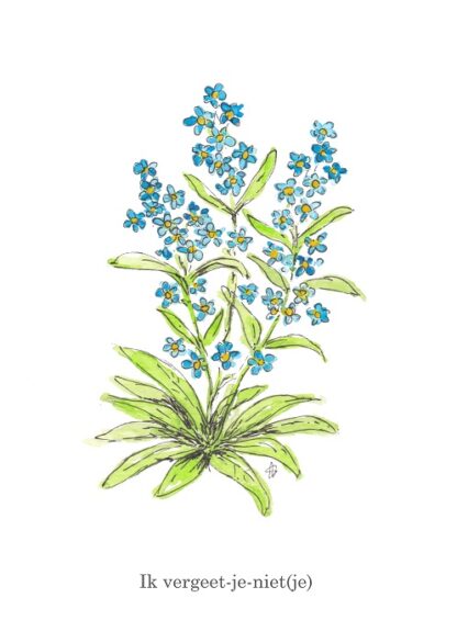 wens bloem vergeetmenietje forgetmenot wish card postcard ansichtkaart