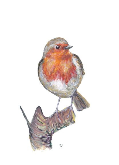 birds vogel robin roodborstje ansichtkaart postcard