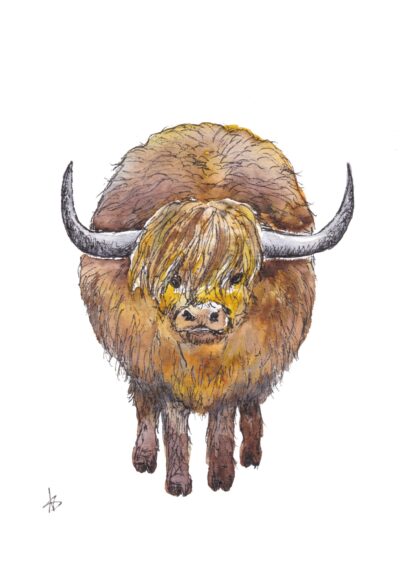 ansichtkaart postcard forest bosdieren schotse hooglander highlander cow scottish
