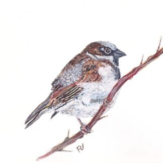 mus bird vogel sparrow ansichtkaart postcard greetingcard painting aquarel