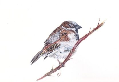 mus bird vogel sparrow ansichtkaart postcard greetingcard painting aquarel