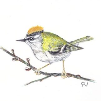 birds bird vogel ansichtkaart postcard greetingcard aquarel painting firecrest