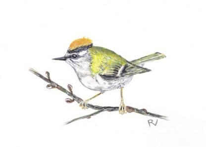 birds bird vogel ansichtkaart postcard greetingcard aquarel painting firecrest