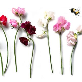 Lathyrus odoratus bloemen flowers pronkerwt kaart postcard bumblebee hommel geur