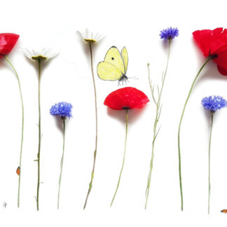 poppy klaproos cornflower centaurea bloemen postcard kaart margriet daisy korenbloem butterfly vlinder lieveheersbeestje ladybug