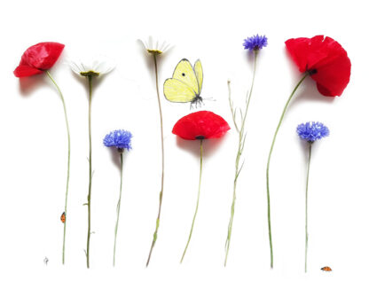 poppy klaproos cornflower centaurea bloemen postcard kaart margriet daisy korenbloem butterfly vlinder lieveheersbeestje ladybug