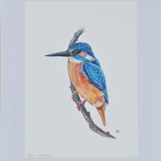 ijsvogel kingfisher artprint kunst aquarel watercolor bird art