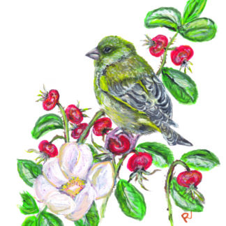 ansichtkaart postcard birds greenfinch vogels vogel bird vogelkaart
