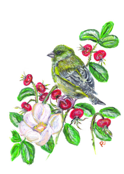 ansichtkaart postcard birds greenfinch vogels vogel bird vogelkaart