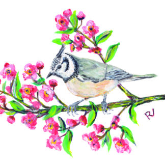 ansichtkaart postcard birds crested tit titmouse vogels vogel bird vogelkaart