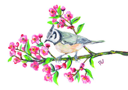 ansichtkaart postcard birds crested tit titmouse vogels vogel bird vogelkaart