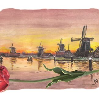 ansichtkaart postcard holland hollands nederland nederlands typisch typical dutch molen molens windmill windmills sunset sunrise zaanse schans tulp tulip water zaandam toerist