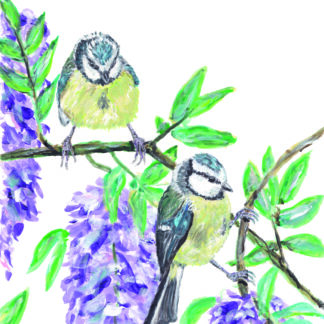 ansichtkaart postcard birds blue tit titmouse bluetit vogels vogel bird vogelkaart wisteria blauwe regen